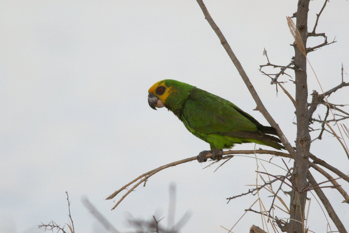 Papagáj žltočelý - Poicephalus flavifrons